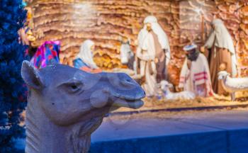 Unusual view of a nativity scene with a camels head in focus with blurred background of the stable and wise men