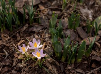 Crocus flowers start to bloom as spring begins and they show signs of life by daffodil stems and shoots