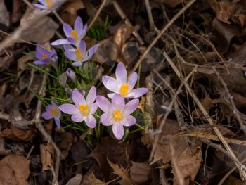 Crocus flowers start to bloom as spring begins and they show signs of life by growing through dead leaves and twigs
