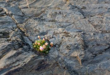 Small plant or flowering shrub growing in the harsh environment of granite rocks on coast