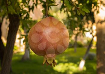 Detail of the pomegranate fruit growing from tree in orchard in Spain