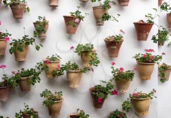 Flowers in plant pots in the Palace of Viana in Cordoba, Andalucia, Spain