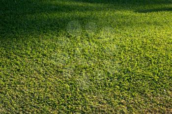 Side view of the detail of newly mown grass in well tended lawn