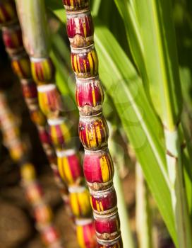 Unusual red and yellow sugar cane culms or Ko Hapai in plantation in Kauai, Hawaii