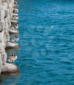 Row of ducks lined up on bridge piers by collection pool for hydroelectric power station at Niagara Falls Canada
