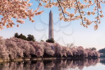 Cherry blossoms frame the Washington monument in Washington DC during Cherry Blossom Festival as the tidal basin reflects the blooms