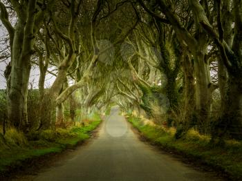 Magical landscape in Northern Ireland known as Dark Hedges with Bregagh Road passing beneath ancient beech trees whose branches overhang the track