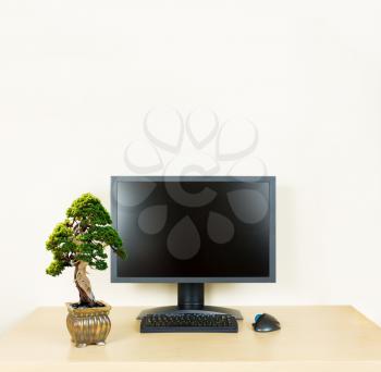 Small old bonsai tree in golden pot on plain wooden desk with computer monitor and keyboard to suggest calm, organization and meditation at work or in home office