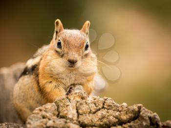 Cute tame and friendly chipmunk posing for camera with a quizzical expression