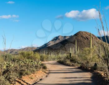 Thousands of saguaro cactus plants in National Park West near Tucson Arizona