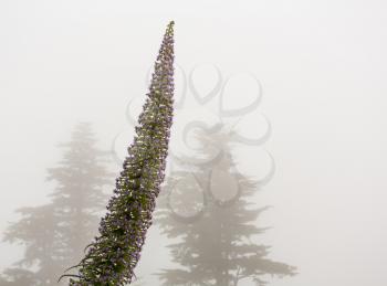 Tall stem of echium flowering plant appears in front of two pine or fir trees appear from the mist and clouds