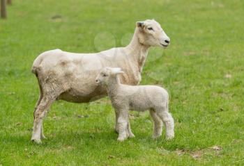 Small cute lamb posing with its mother ewe in a meadow in New Zealand farm