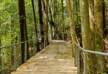 Raised walkway along rainforest floor near Katoomba in New South Wales Australia