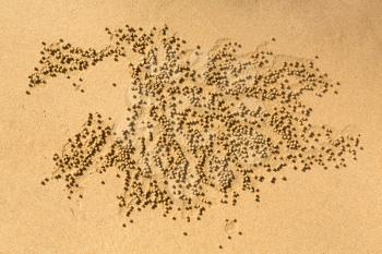 Pattern on beach in New South Wales Australia made by Sand Bubbler Crab out of small round balls of wet sand