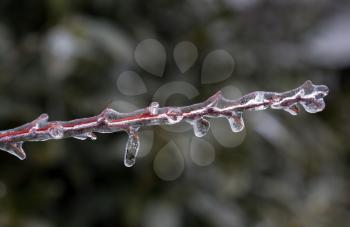 Icicles forming off ice covered branches of berberis tree in winter as the covering starts to melt