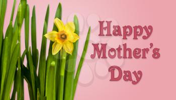 Happy Mother's Day pink background image with yellow daffodils
