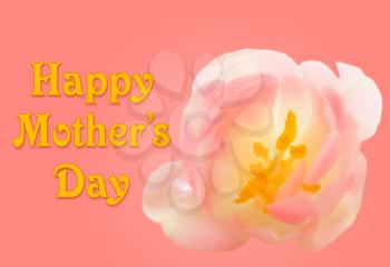 Happy Mother's Day pink background image with pink and yellow tulip blossom