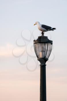 Single seagull or gull standing on a cast iron street light with the soft ones of a sunset sky in the background