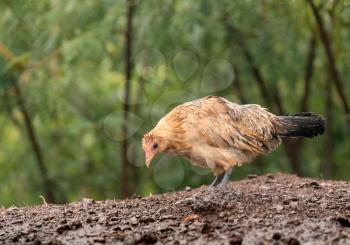 Free ranging wild poultry hen on Hawaiian island of Kauai soaking wet after a drenching rain storm