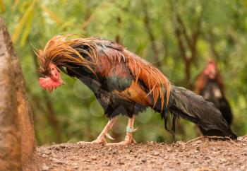 Free ranging wild poultry cockerel on Hawaiian island of Kauai soaking wet after a drenching rain storm