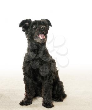 Isolated portrait of black yorkie poo or yorkshire terrier mix with poodle with schnauzer look