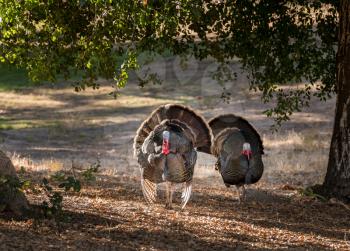 Close up of wild turkey strutting with tail feathers in fan across sun dappled field