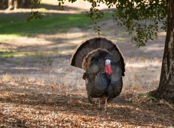 Close up of wild turkey strutting with tail feathers in fan across sun dappled field