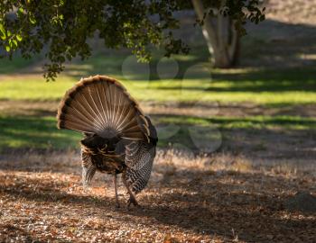 Close up of rear of wild turkey strutting with tail feathers in fan across sun dappled field