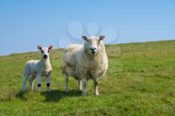Small newly born lamb standing besides mother ewe against a blue sky background