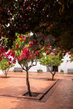 Cloisters and flowering trees in courtyard of Sao Vicente de Fora church in Alfama district