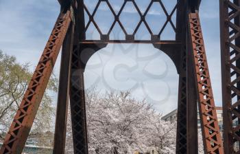 Old steel girder bridge carrying walking and cycling trail in Morgantown over Deckers Creek with cherry blossoms