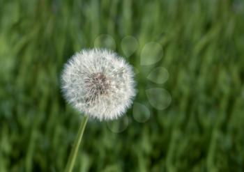 Perfect round specimen of dandelion seed head against background of grass and other flowers