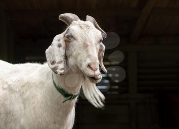 Portrait of a white goat with beard chewing food outside its stable