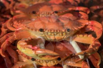 Plastic crabs to illustrate street food vendor for crispy crab on stick in Shanghai