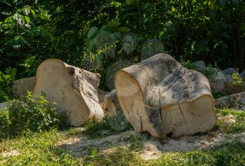 Tree stump of large tropical tree cut into sections after the main trunk was removed by saws