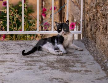 Small black and white cat or kitten resting on stone steps and staring at the camera