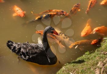 Black swan by golden midas cichlid fish in the lake at the Byodo-In temple on Oahu, Hawaii