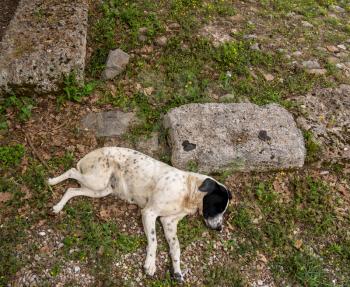 Stray dog asleep in the ruins at Olympia at the site of the first Olympic games near Athens Greece
