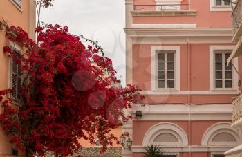 Old home with vibrant red blossoms in Kerkyra on Corfu