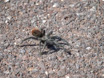 Black Tarantula. Spiders Utah Grand Canyon