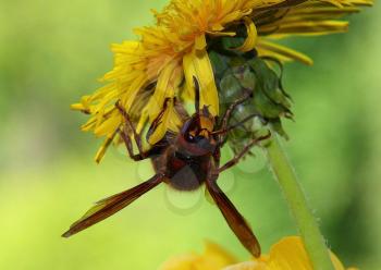 Wasp on a flower. Plant Pollination.