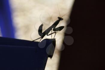 The shadow mantis. Predatory insects.