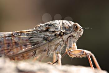 Macro shot of a cicada.