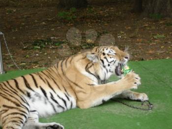 Tiger lying on the green carpet.