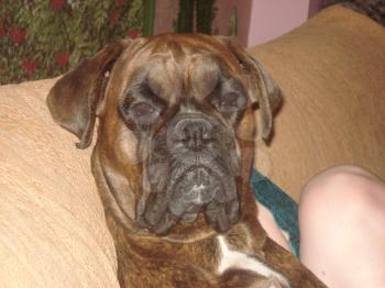 Dog, pet of all people. The dog breed boxer. A funny pet.