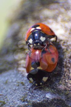Mating ladybugs. insect reproduction.