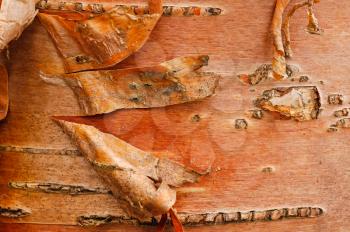 Bark of birch background texture. Peeling bark from birch.