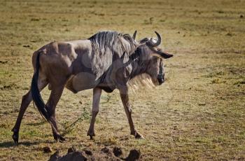 Connochaetes taurinus. Wildebeest. Hoof African savannah Blue wildebeest
