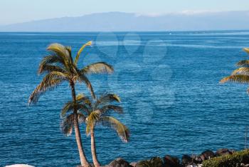 Palm trees on the sea coast. Palm trees on the sea coast