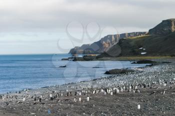 Penguins in Antarctica, waterfowl penguin in nature